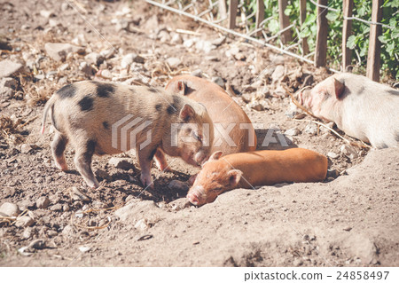 Piglets sleeping in a barnyard 24858497