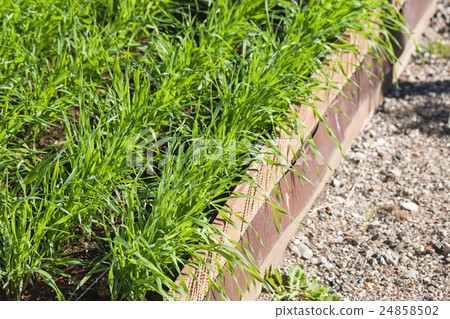 Green grass growing in a garden 24858502