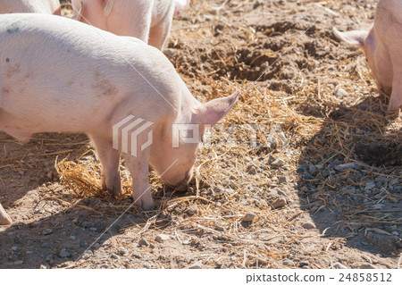 Pink piglets looking for food 24858512