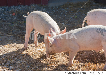 Pigs playing aroung in a yard 24858514