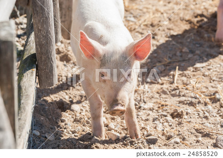 Cute pink pig in a barnyard 24858520