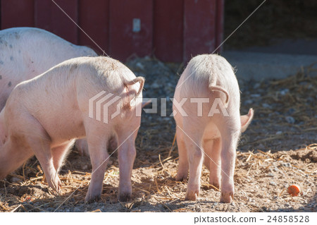 Pink piglets with curly tails 24858528
