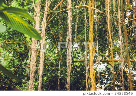 Lianas in a jungle with tropical vegetation Lianas in a jungle with tropical vegetation 24858549