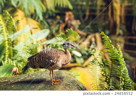 Sunbittern bird standing on a rock Sunbittern bird standing on a rock 24858552