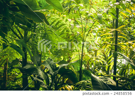 Tropical vegetation with green plants and trees 24858556