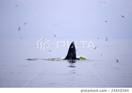 whales (Balaenoptera brydei) eating Anchovy fish whales (Balaenoptera brydei) eating Anchovy fish 24858564