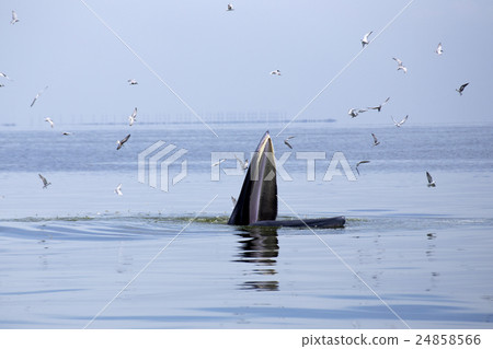 whales eating Anchovy fish whales eating Anchovy fish 24858566