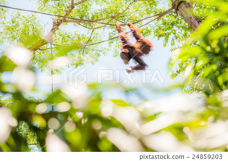 Orangutan 24859203