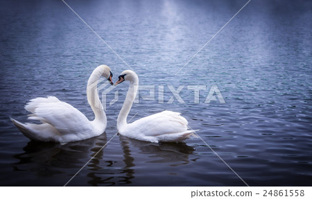 Swans 24861558