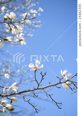 Kobushi花（空袋） 24862395