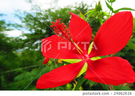 Momiahioia花 Momiahioia花 24862616