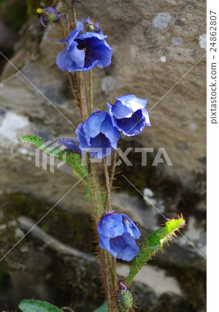 喜馬拉雅山的罌粟 24862807