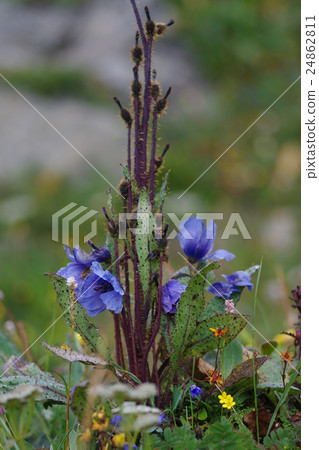 喜馬拉雅山的罌粟 24862811