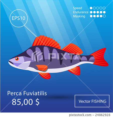 Sea fish illustration Sea fish illustration 24862928