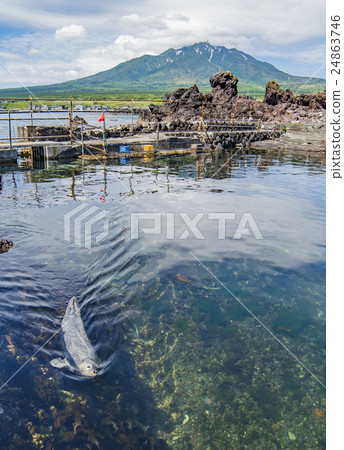 利尻富士和印章 24863746