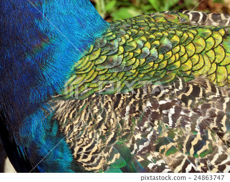 Toronto Lake peacock feathers 2016 24863747