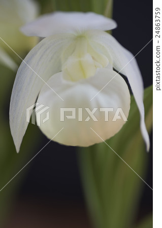 Flower of Atsumorisou 24863759