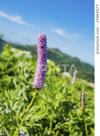 Flower of Ibuki Trano and Rishiri Fuji 24864077