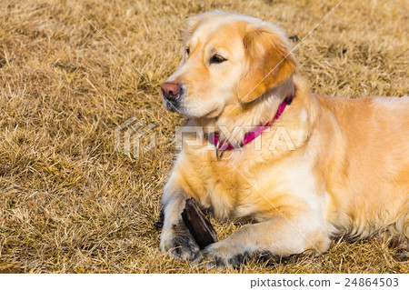 Golden retriever dog laying on dry glass field 24864503