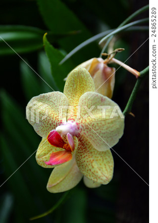 Orchid.. Orchid.. 24865289