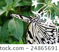 Swallowtail butterfly that smokes nectar 24865691