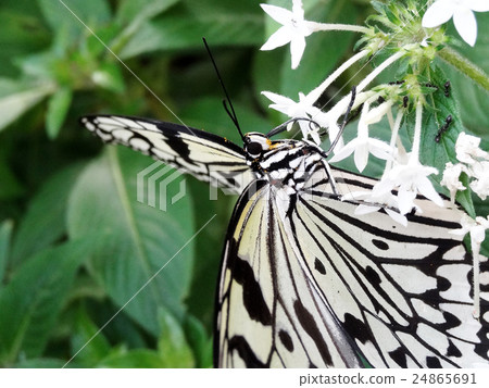 Swallowtail butterfly that smokes nectar 24865691
