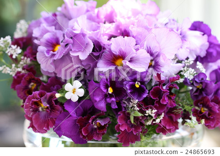 Violet as a picture 24865693