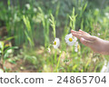 Children's hand touching flowers gently 24865704