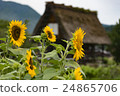 Sunflower in Shirakawa-go 24865706