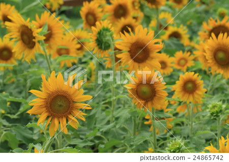 Natural plant Sunflower, it should face the sun, but inside seems to be pointing towards ① Natural plant Sunflower, it should face the sun, but inside seems to be pointing towards ① 24865742
