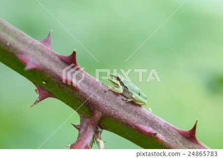 European tree frog 24865783