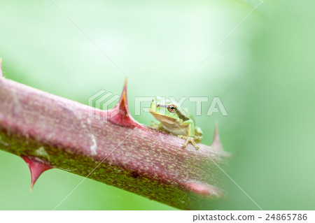 European tree frog European tree frog 24865786