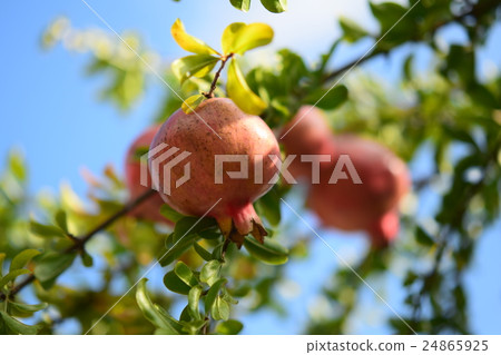 pomegranate  24865925