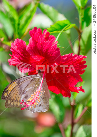 Hibiscus and Tsumenna 24866104