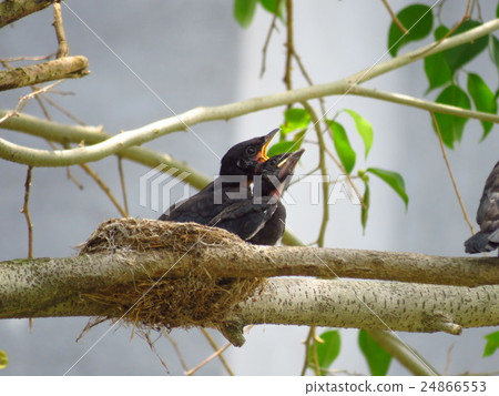 大卷尾 大卷尾 24866553