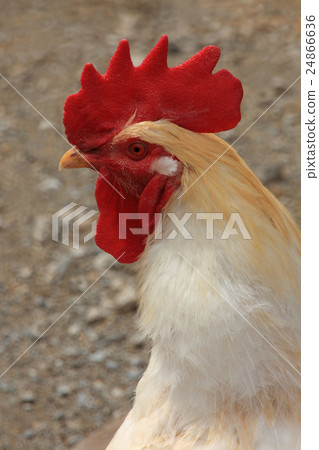 Chicken chicken 24866636