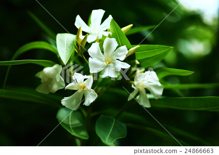 White butterfly white flowers 24866663