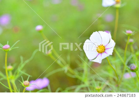 白色宇宙 白色宇宙 24867183