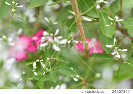 狼迷藏在花叢中 24867563