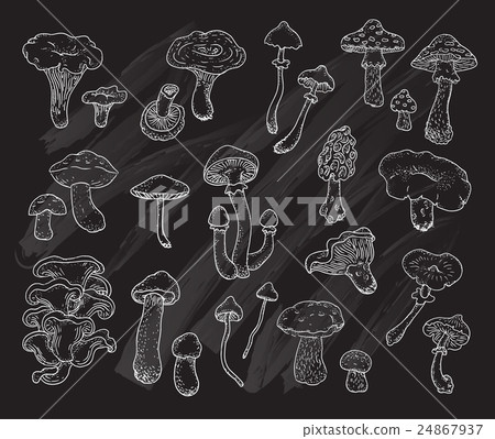 Mushrooms.  24867937