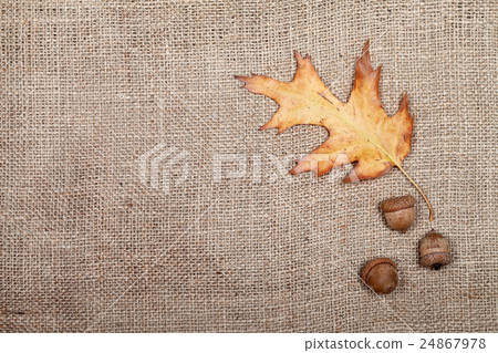 Autumn dried leaf of oak and acorns on sackcloth Autumn dried leaf of oak and acorns on sackcloth 24867978