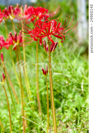 Cluster amaryllis Cluster amaryllis 24868148