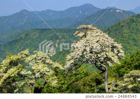 從Tanzawa Ridge線開始的Hinoki-dori方向的山脈,綻放白尾杜鵑花杜鵑花 從Tanzawa Ridge線開始的Hinoki-dori方向的山脈,綻放白尾杜鵑花杜鵑花 24868543
