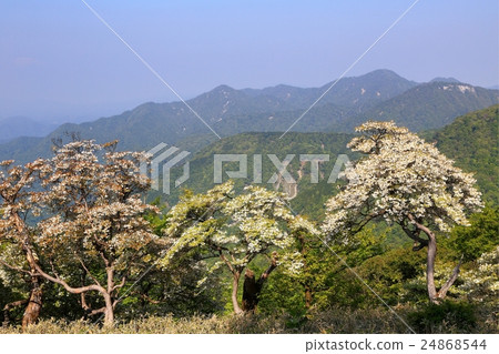從Tanzawa Ridge線開始的Hinoki-dori方向的山脈,綻放白尾杜鵑花杜鵑花 從Tanzawa Ridge線開始的Hinoki-dori方向的山脈,綻放白尾杜鵑花杜鵑花 24868544