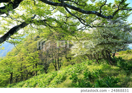 Tanzawa ridgeline of fresh green Tanzawa ridgeline of fresh green 24868831