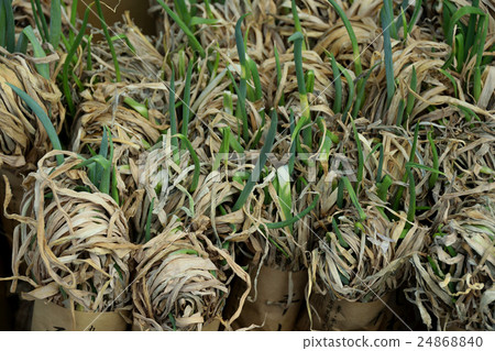 Dried rice 24868840