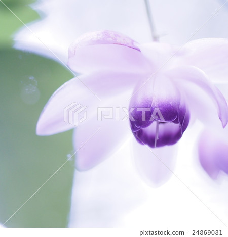 Forest fairy shrimp Forest fairy shrimp 24869081