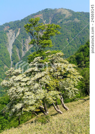 從Tanzawa Ridge線，白石杜鵑花盛開的Tanzawa-yama方向的山脈 24869145