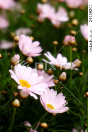 小波斯菊 小波斯菊 24869203