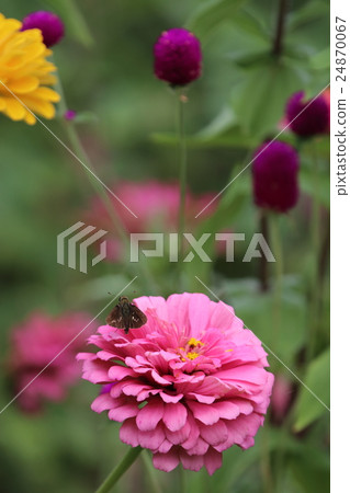 Flower and butterfly Flower and butterfly 24870067